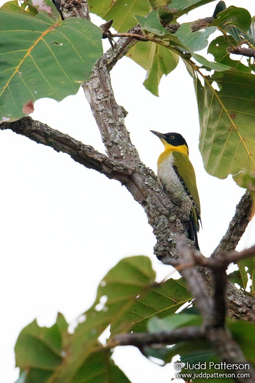 Black-headed Woodpecker, Chiang Mai, Thailand